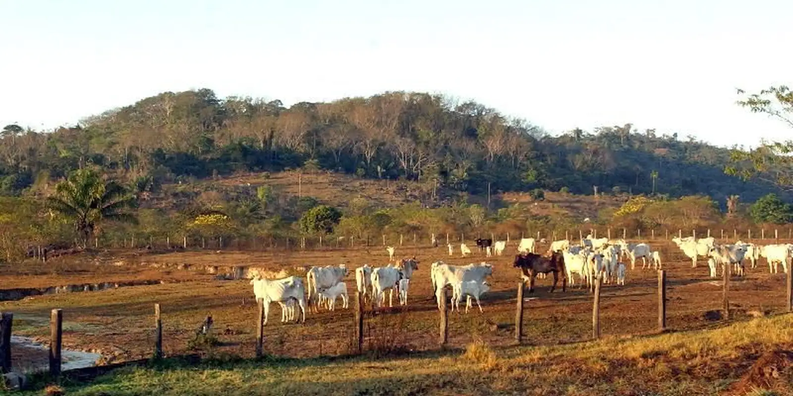 STF confirma legislação que restringe aquisição de terras por empresas estrangeiras