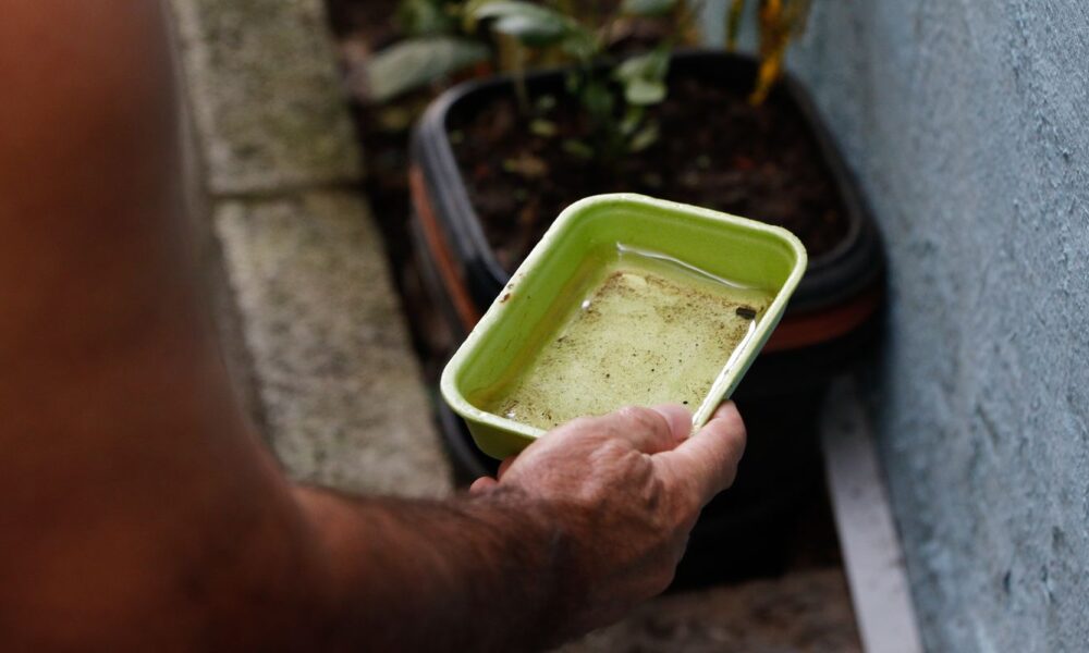 El Niño pode elevar incidência de chikungunya e dengue no Brasil