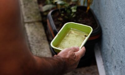 El Niño pode elevar incidência de chikungunya e dengue no Brasil