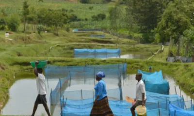 Estudo aponta crescimento de bactéria em aquicultura de peixes